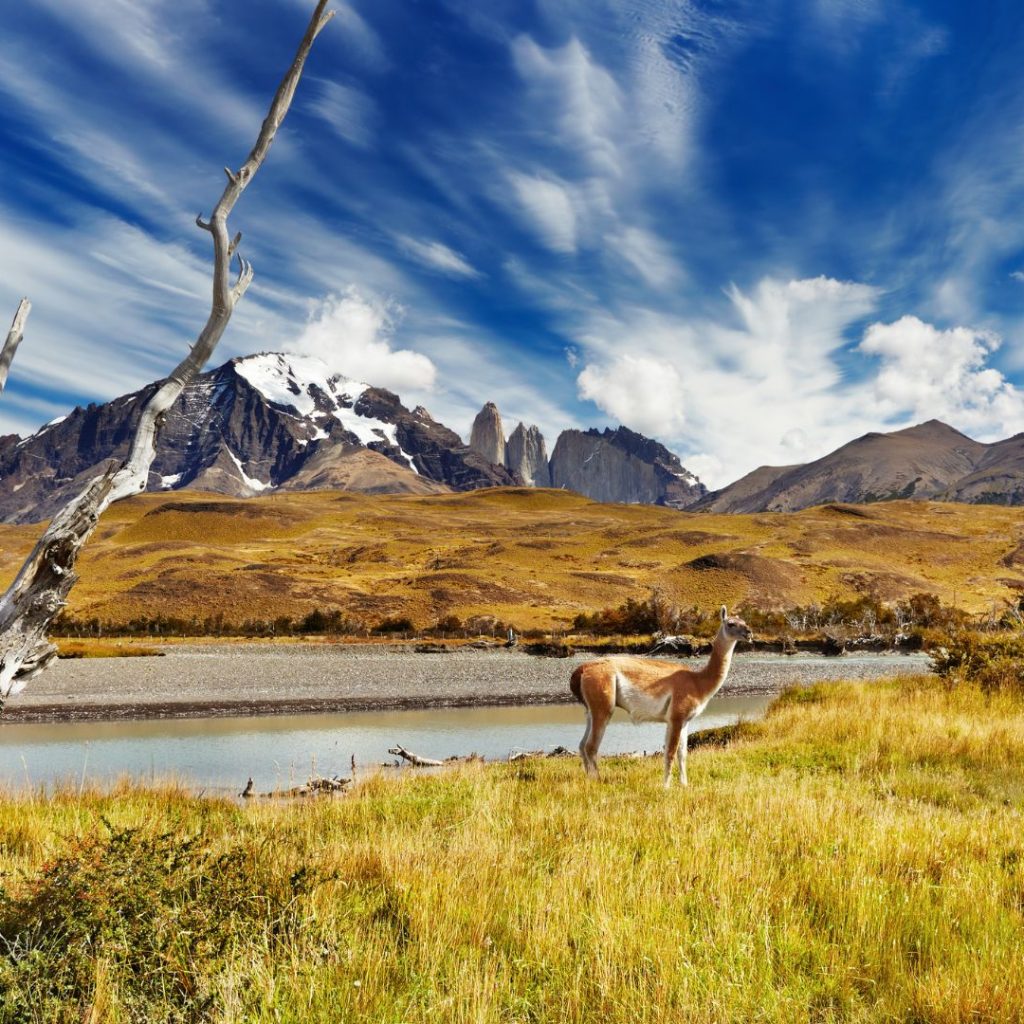 Un viaje de ensueño es el que comienza en el aeropuerto de Punta Arenas, e invita al visitante a internarse en plena Patagonia durante horas. Y es que, Puerto Natales, la ciudad más austral de nuestro país, sorprende gratamente al visitante convirtiéndose en la antesala del Parque Nacional Torres del Paine